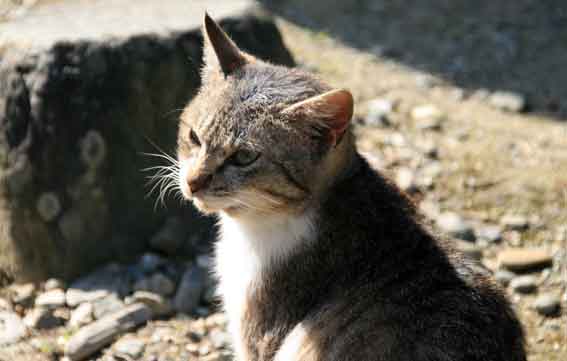 我が家のニャンコ♪2013/2/7-3