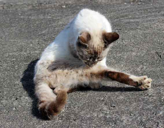 我が家のニャンコ♪2014/02/13-2