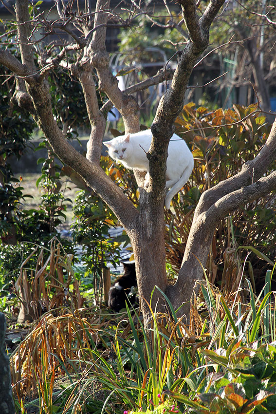 我が家のニャンコ♪2014/12/08-3