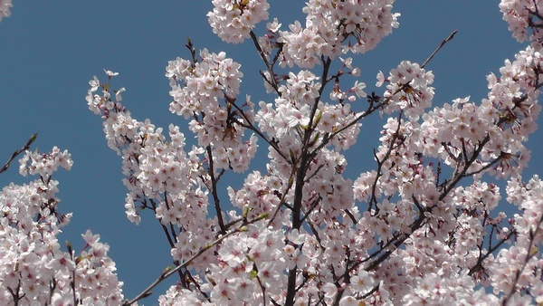 桜　花見　満開