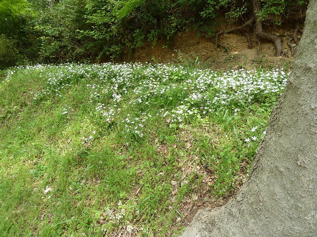 2015.4.25 006.JPG