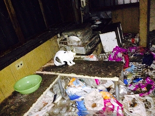 汚部屋に猫多数