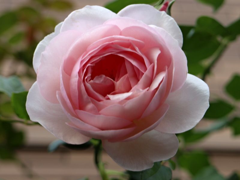 イングリッシュヘリテージ バラと可愛い花たち 楽天ブログ