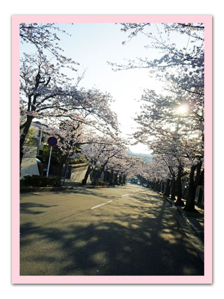 散歩道の桜１