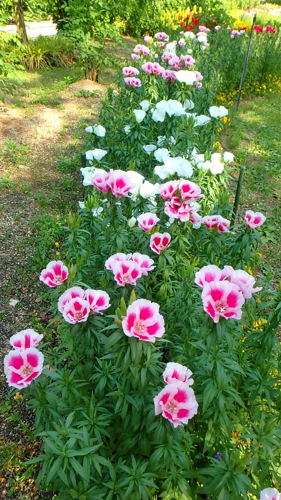 ゴデチア ヒナゲシ ニゲラほか 半田山植物園 楽天版じぶん更新日記 楽天ブログ ゴデチア ヒナゲシ ニゲラほか 半田山植物園 楽天版じぶん更新日記 楽天ブログ