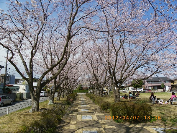 公園の桜