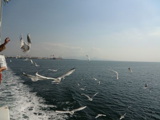 CIMG4906_512.jpg