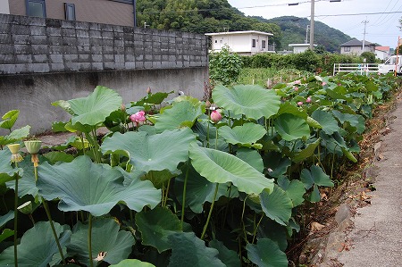 s-DSC_0877.jpg