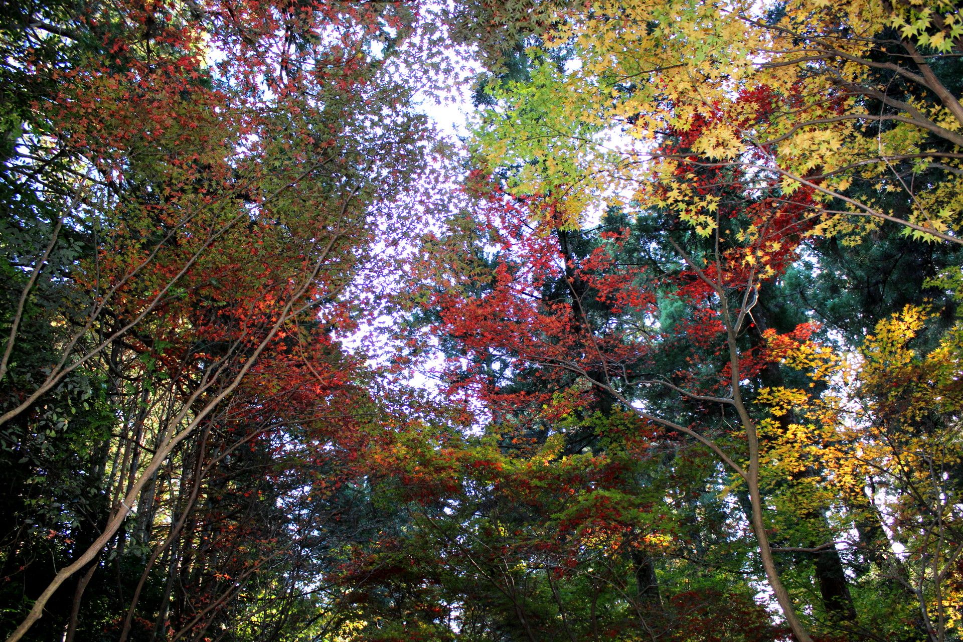 小国神社の紅葉を観に行ってきました ー かにゃかにゃガーデン 楽天ブログ