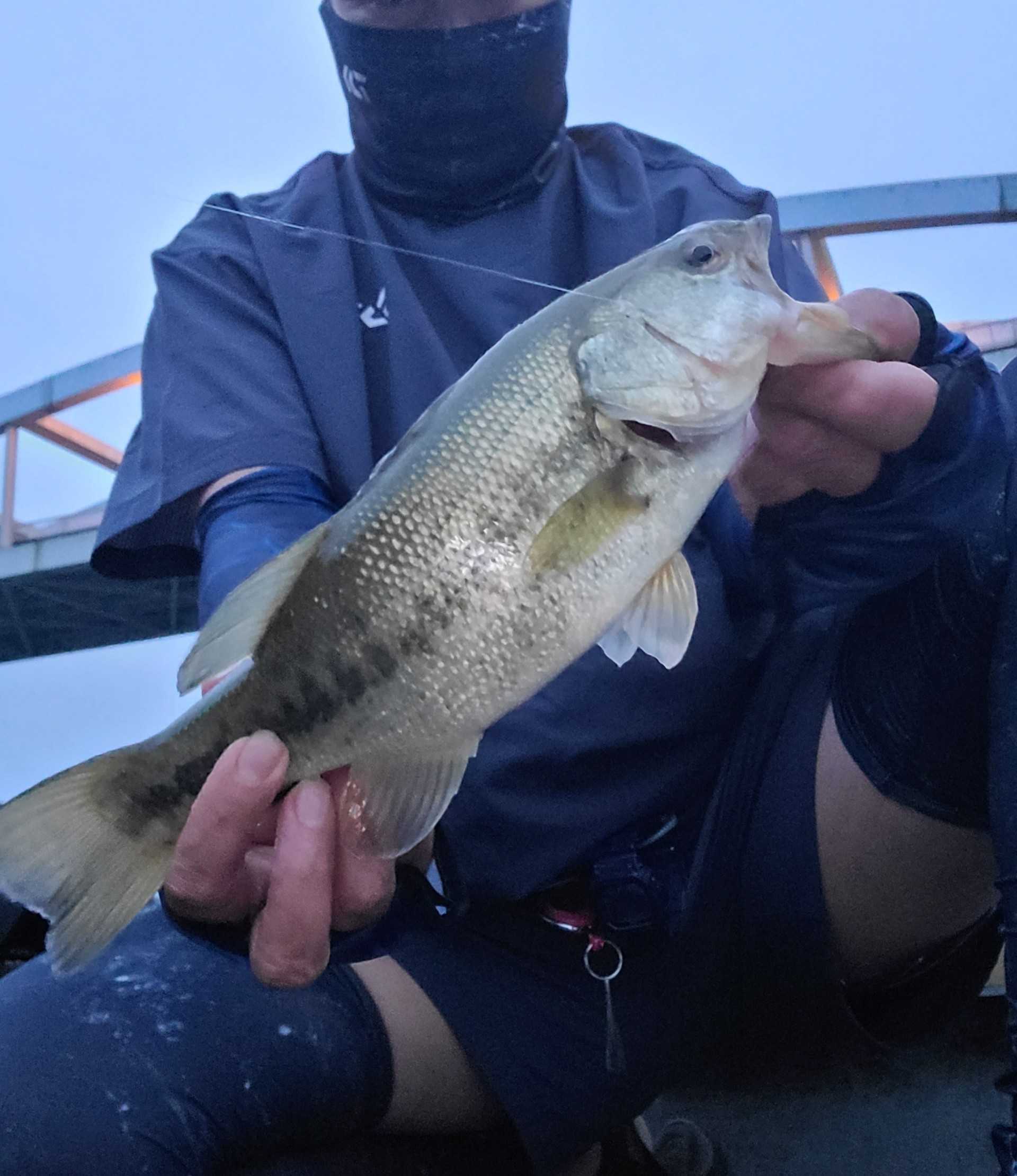 9月13日 相模湖バス釣り 相模黒鱒釣行記 楽天ブログ