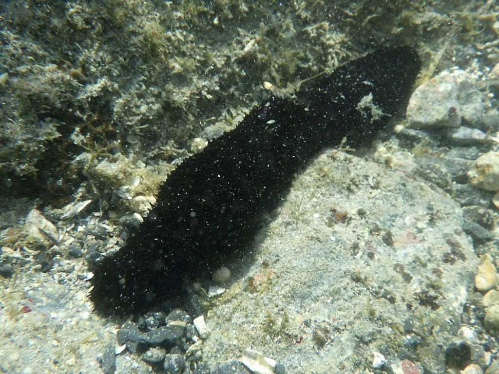 串本磯採集2023年8月上旬14　ニセクロナマコ（Holothuria leucospilota）
