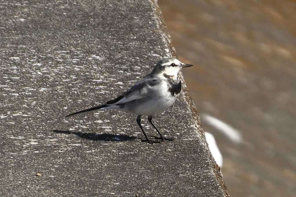 515