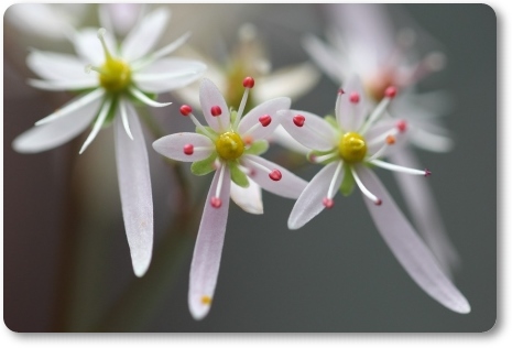 実家の庭で-4 ダイモンジソウ-2 13.11.8