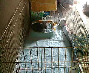 kenta house