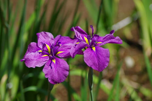 花菖蒲