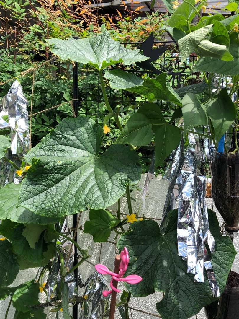 キュウリのべと病について プランター菜園とにゃんこっこー 楽天ブログ