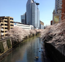 sakura2