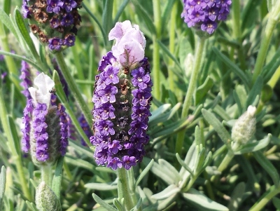 20160521_090412 (400x301).jpg