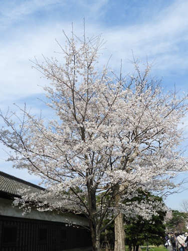 皇居乾通り一般公開