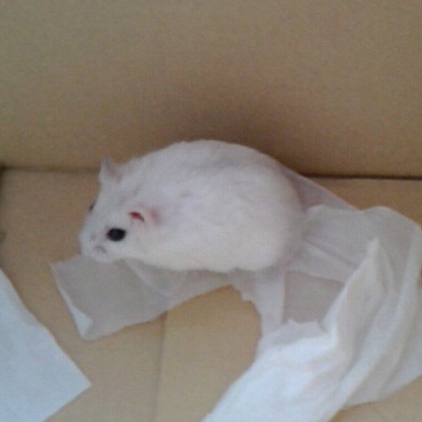 キルア　ダンボール