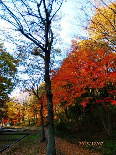 PC070855b20151207.jpg