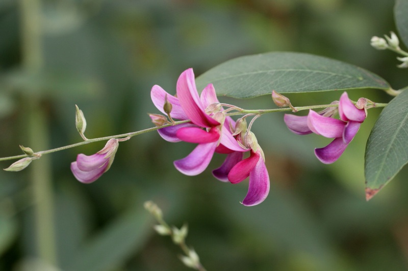 明日香の秋の花_10・萩.jpg