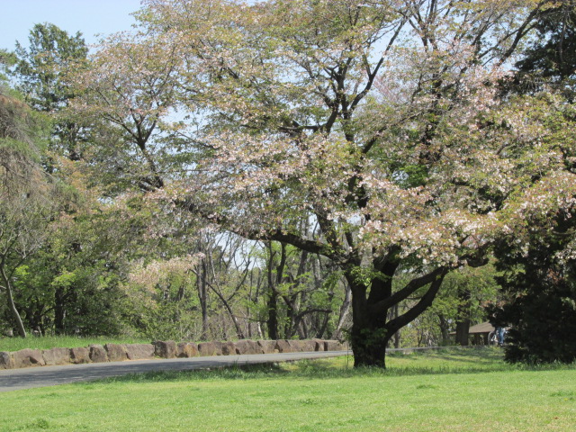 柄ジーパン＆和光樹林公園 253.JPG