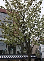 IMG_8362-9.jpg