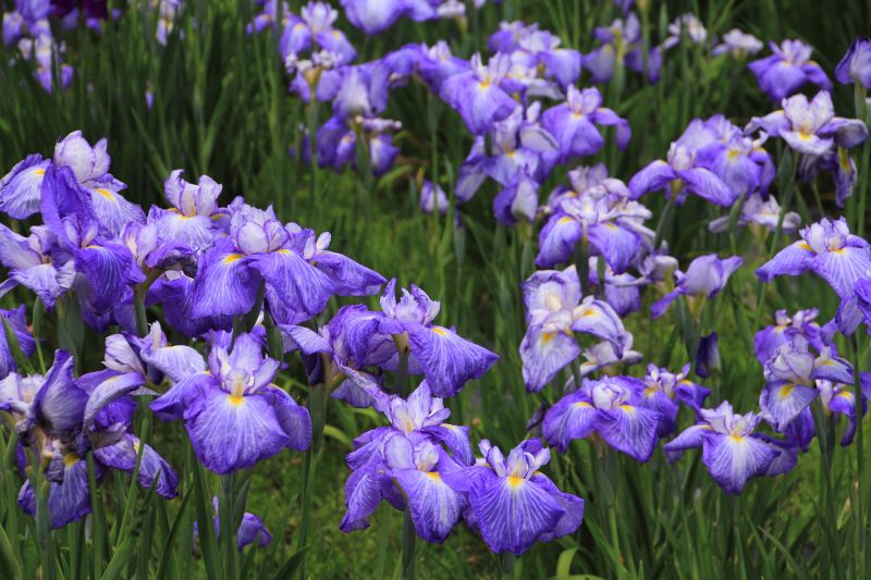新旭花菖蒲園_7.jpg