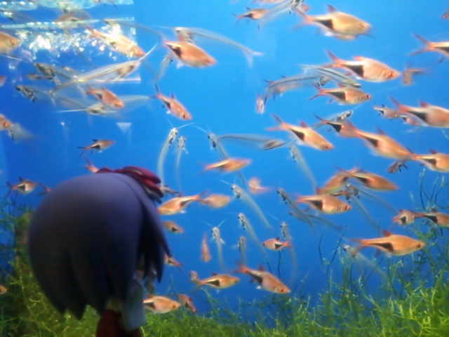 水族館２０１３赤い熱帯魚.jpg