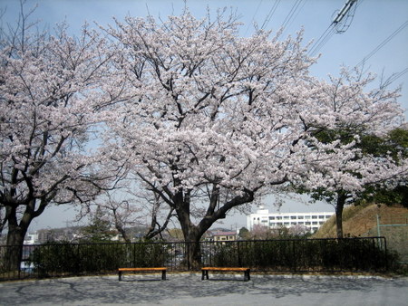 指定席の桜