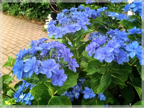 横浜イングリッシュガーデンの紫陽花