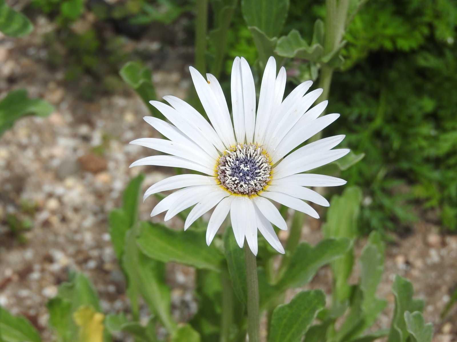 アークトチス ハゴロモギク 白い花 ガザニアに似た花 無料写真