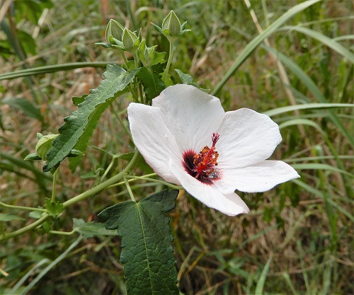 ヤノネボンテンカ（別名タカサゴフヨウ） (4).JPG