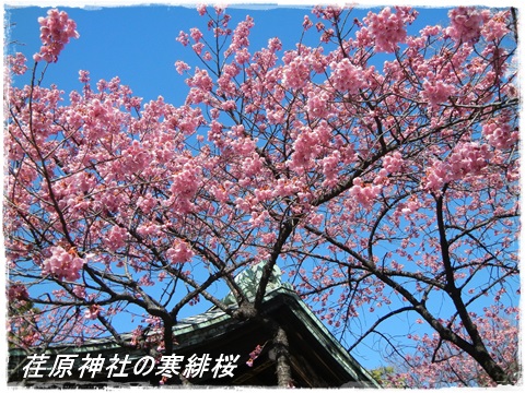 荏原神社の寒緋桜