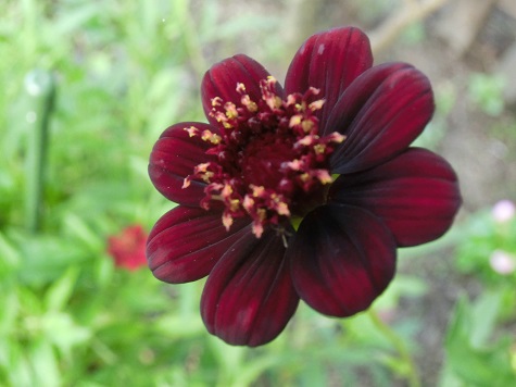 チョコレートコスモス