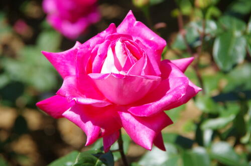 谷津バラ園のバラの花