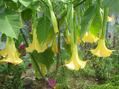 花２.jpg