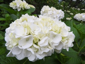 DSCN1812 (300x225).jpg