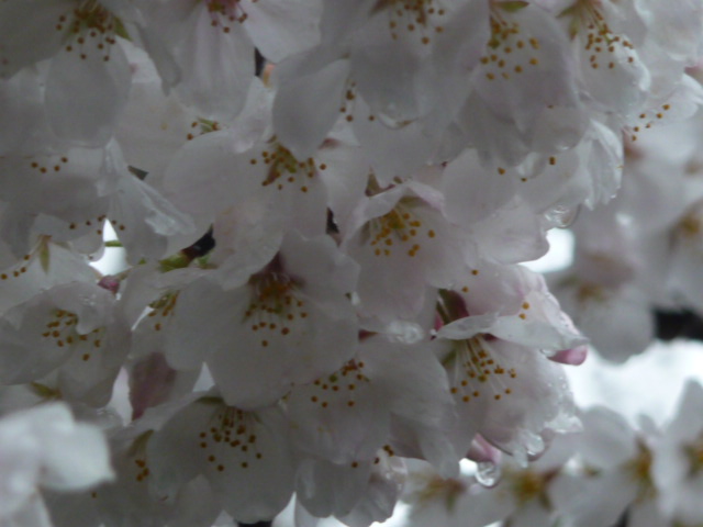 475 桜