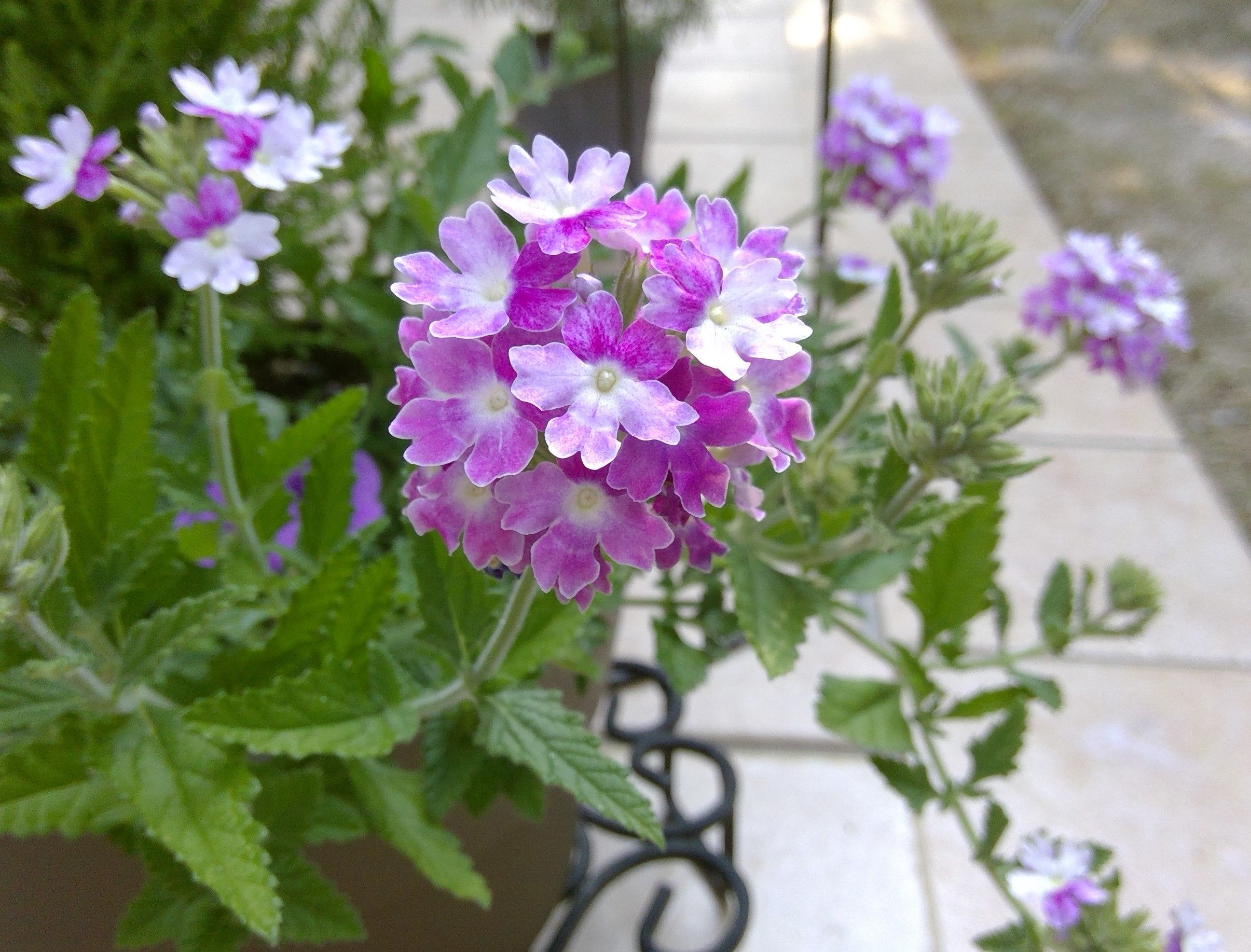 星のペンタス 花火のバーベナ たまごの家日記 楽天ブログ