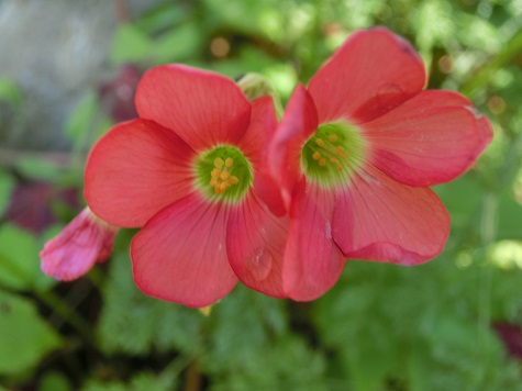 オキザリス・コロナリア