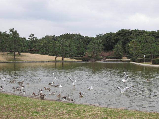 野鳥_0991.jpg