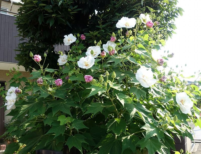 8月日 今日の一花 その3 スイフヨウ 酔芙蓉 Gazengamaのブログ 散歩中に出合った花と趣味の陶芸作品 楽天ブログ