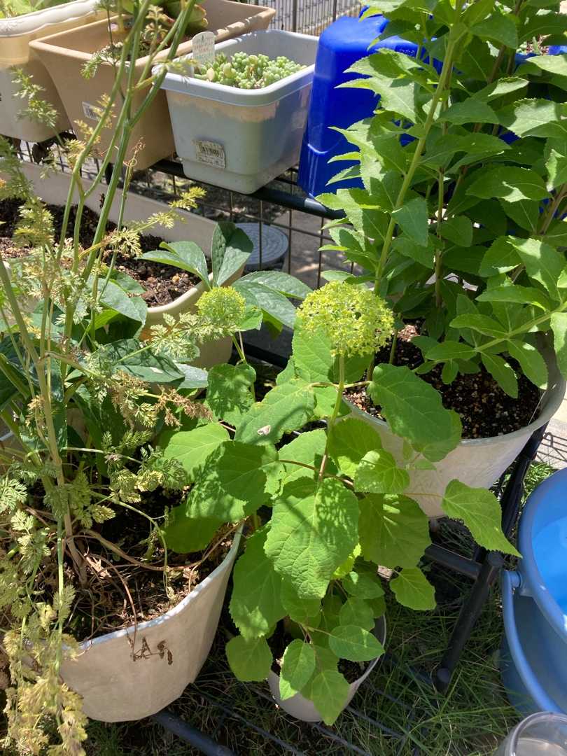 暑い アナベルもぐったり りんすいのブログ 楽天ブログ