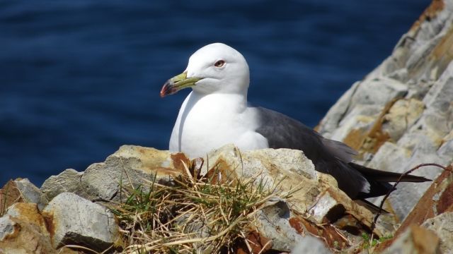 19年02月12日の記事 私設見逃してもいい動物園 楽天ブログ