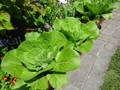 プランターで育てている白菜 お気楽 カフェ 楽天ブログ