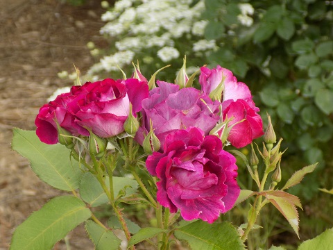 DSCN3692.JPG