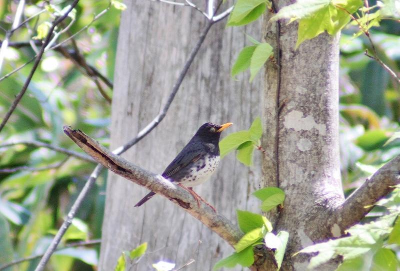 IMG_7962 (800x541).jpg