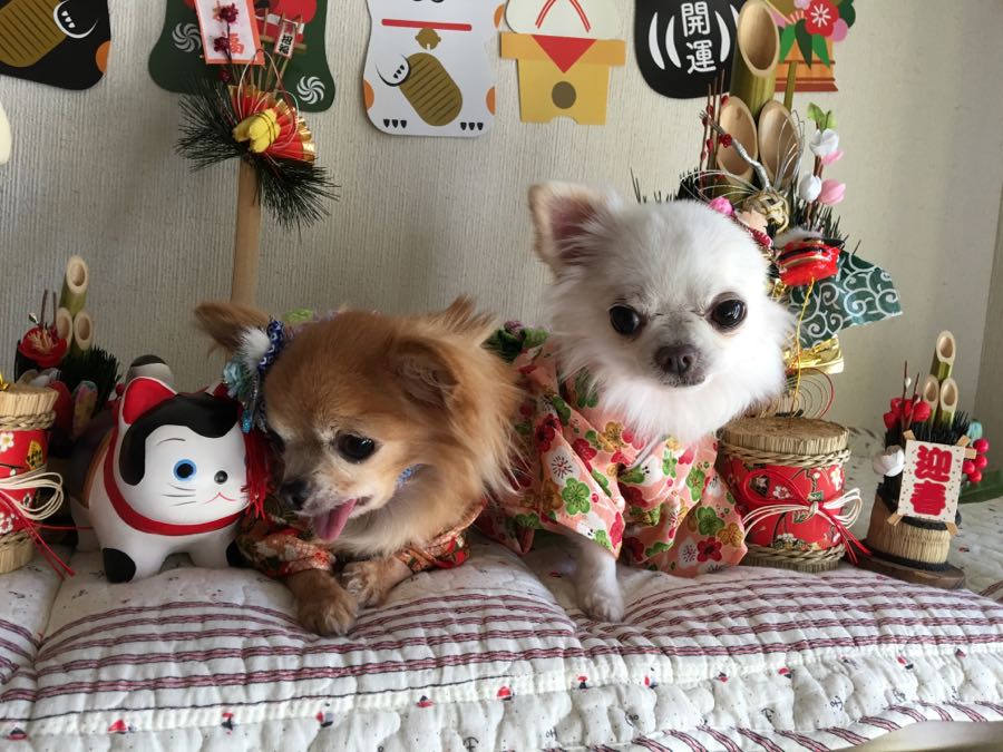 rblog-20190101161549-02.jpg